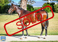 TASSORT x GHALIA'S DREAM COLT.